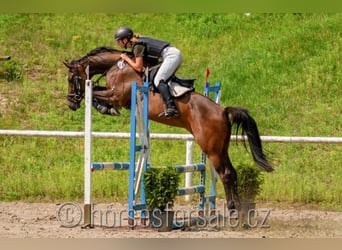 CSFR warmbloed, Merrie, 7 Jaar, 160 cm, Brauner