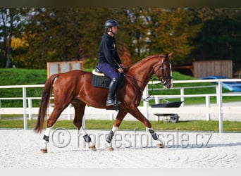 CSFR warmbloed, Merrie, 7 Jaar, 169 cm, Vos
