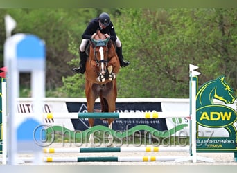 CSFR warmbloed, Ruin, 5 Jaar, 175 cm, Vos