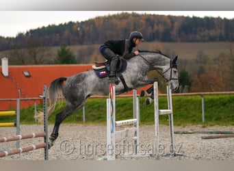 CSFR warmbloed, Ruin, 8 Jaar, 169 cm, Schimmel