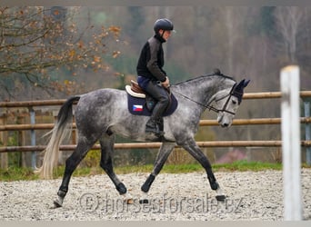 CSFR warmbloed, Ruin, 8 Jaar, 169 cm, Schimmel