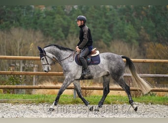 CSFR warmbloed, Ruin, 8 Jaar, 169 cm, Schimmel