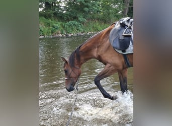 CSFR Warmblood, Gelding, 3 years, 16 hh, Brown