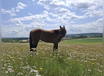 CSFR Warmblood, Gelding, 3 years, 16 hh, Brown