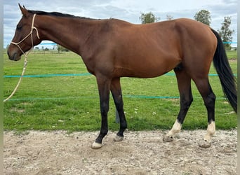 CSFR Warmblood, Gelding, 3 years, 16 hh, Brown