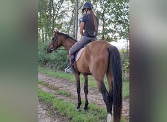CSFR Warmblood, Gelding, 3 years, 16 hh, Brown