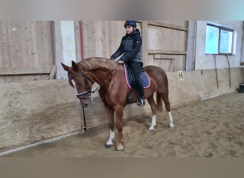 CSFR Warmblood, Mare, 4 years, 16.1 hh, Chestnut-Red