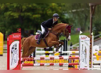 CSFR Warmblood, Mare, 5 years, 15.2 hh, Chestnut-Red