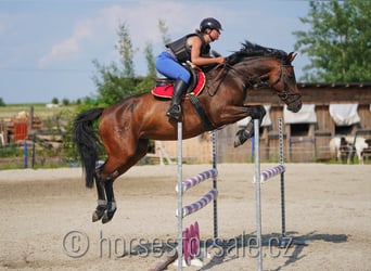 CSFR Warmblood, Mare, 7 years, 15.2 hh, Brown