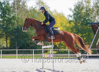 CSFR Warmblood, Mare, 7 years, 16.2 hh, Chestnut-Red