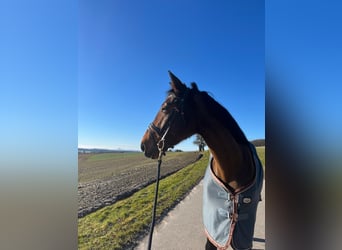 CSFR Warmblood, Mare, 8 years, 16,1 hh, Brown