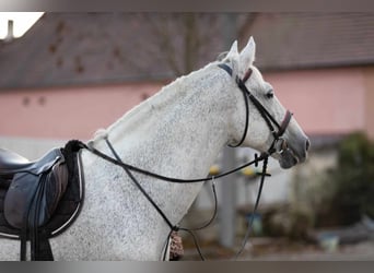 CSFR Warmblood, Stallion, 13 years, 16.1 hh, White