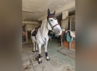 CSFR Warmblood, Stallion, 13 years, 16.1 hh, White