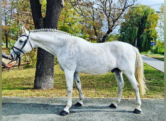 CSFR Warmblood, Stallion, 14 years, 16.1 hh, White