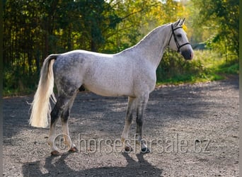 CSFR Warmblut, Hengst, 6 Jahre, 172 cm, Schimmel