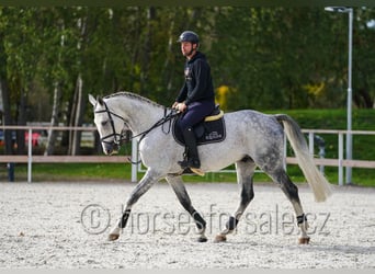 CSFR Warmblut, Hengst, 6 Jahre, 172 cm, Schimmel