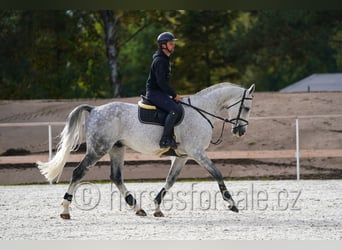 CSFR Warmblut, Hengst, 6 Jahre, 172 cm, Schimmel