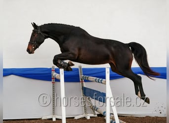 CSFR Warmblut, Stute, 3 Jahre, 163 cm, Schwarzbrauner