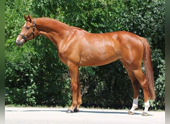 CSFR Warmblut, Stute, 3 Jahre, 167 cm, Fuchs