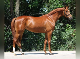 CSFR Warmblut, Stute, 3 Jahre, 167 cm, Fuchs