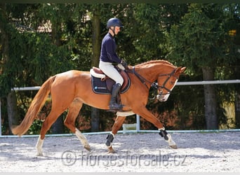 CSFR Warmblut, Stute, 5 Jahre, 161 cm, Fuchs
