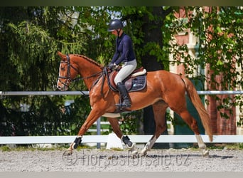 CSFR Warmblut, Stute, 5 Jahre, 161 cm, Fuchs