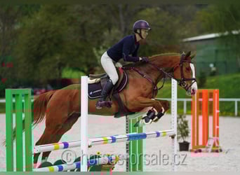 CSFR Warmblut, Stute, 5 Jahre, 161 cm, Fuchs