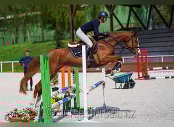 CSFR Warmblut, Stute, 5 Jahre, 161 cm, Fuchs