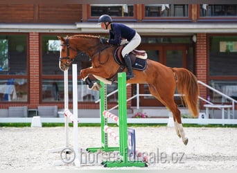 CSFR Warmblut, Stute, 5 Jahre, 161 cm, Fuchs