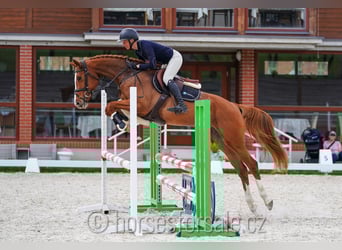 CSFR Warmblut, Stute, 5 Jahre, 161 cm, Fuchs
