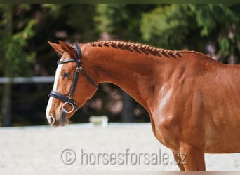 CSFR Warmblut, Stute, 5 Jahre, 161 cm, Fuchs