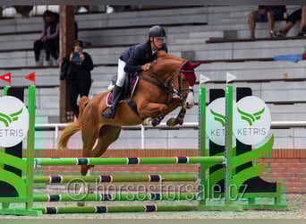 CSFR Warmblut, Stute, 6 Jahre, 161 cm, Fuchs