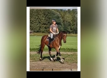 CSFR Warmblut, Stute, 7 Jahre, 166 cm, Brauner