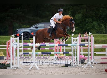 CSFR Warmblut, Stute, 7 Jahre, 169 cm, Fuchs