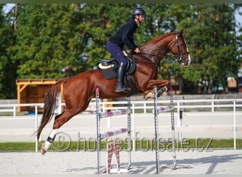 CSFR Warmblut, Stute, 7 Jahre, 169 cm, Fuchs