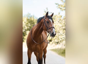 CSFR Warmblut, Wallach, 11 Jahre, Brauner