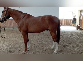 CSFR Warmblut, Wallach, 12 Jahre, 175 cm, Fuchs