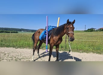 CSFR Warmblut, Wallach, 3 Jahre, 165 cm, Brauner