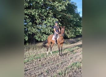 CSFR Warmblut, Wallach, 3 Jahre, 165 cm, Brauner