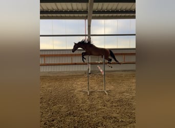 CSFR Warmblut, Wallach, 3 Jahre, 165 cm, Brauner