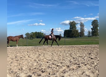 CSFR Warmblut, Wallach, 3 Jahre, 165 cm, Brauner