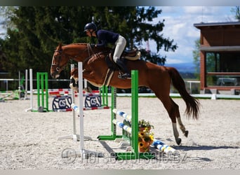 CSFR Warmblut, Wallach, 4 Jahre, 175 cm, Fuchs