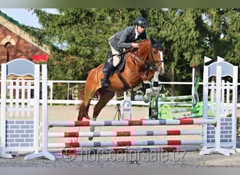 CSFR Warmblut, Wallach, 4 Jahre, 175 cm, Fuchs