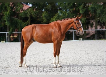 CSFR Warmblut, Wallach, 4 Jahre, 175 cm, Fuchs