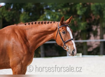 CSFR Warmblut, Wallach, 4 Jahre, 175 cm, Fuchs