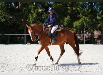 CSFR Warmblut, Wallach, 4 Jahre, 175 cm, Fuchs