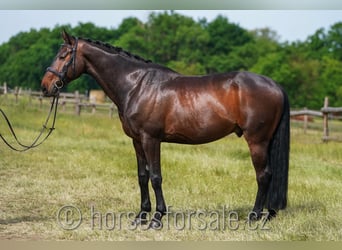 CSFR Warmblut, Wallach, 7 Jahre, 171 cm, Dunkelbrauner