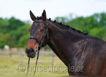 CSFR Warmblut, Wallach, 7 Jahre, 171 cm, Dunkelbrauner