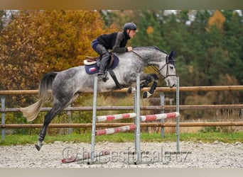 CSFR Warmblut, Wallach, 8 Jahre, 169 cm, Schimmel