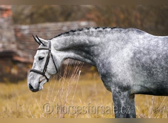 CSFR Warmblut, Wallach, 8 Jahre, 169 cm, Schimmel